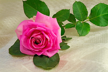 Image showing Flower bright pink rose with the leaves on the background of whi