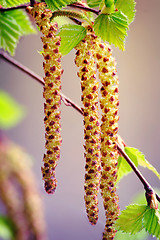 Image showing Twigs and young leaves of cherry birch.