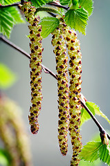 Image showing Twigs and young leaves of cherry birch.