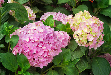 Image showing Flowering branch of hydrangeas.