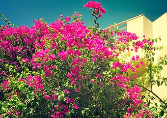 Image showing Building facade fragment with beautiful flowers on a balcony. 