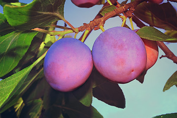 Image showing Large ripe plums on a tree branch against the blue sky.