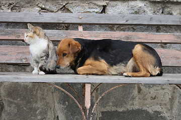 Image showing cat and dog