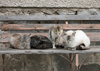 Image showing cats