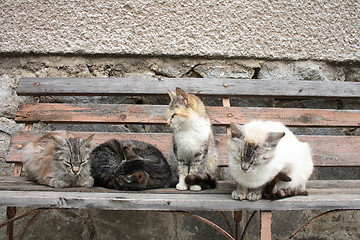 Image showing cats