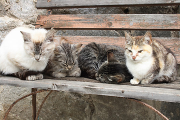 Image showing cats