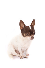 Image showing chihuahua