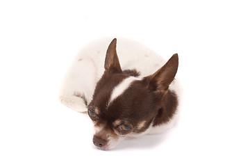 Image showing chihuahua