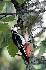 Image showing feeding the chick