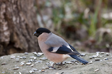 Image showing bullfinch