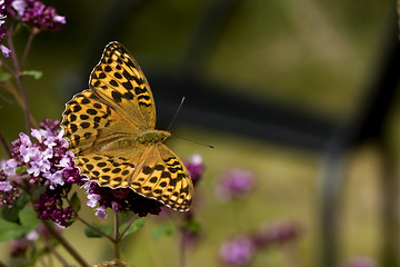 Image showing orange butterfly