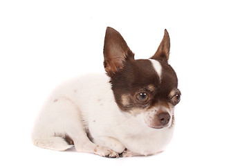 Image showing chihuahua