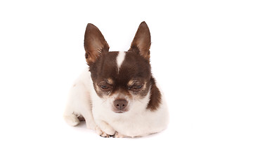 Image showing chihuahua