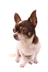 Image showing chihuahua