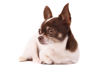 Image showing chihuahua