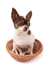 Image showing chihuahua