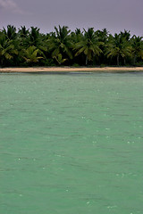 Image showing  coastline and tree in  dominicana
