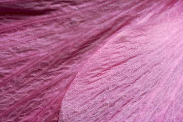 Image showing rose texture