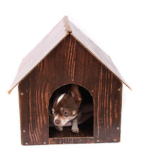 Image showing chihuahua at her home