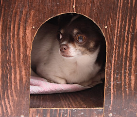 Image showing chihuahua at her home