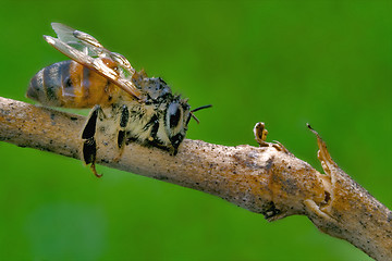 Image showing little bee in a piece of wood