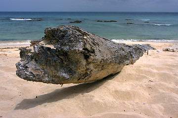 Image showing beach rock stone and tree in  republica dominicana
