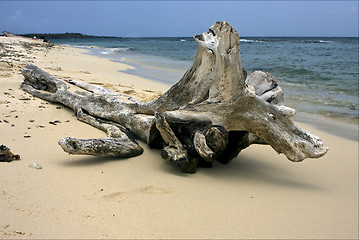 Image showing beach and tree in  republica dominicana
