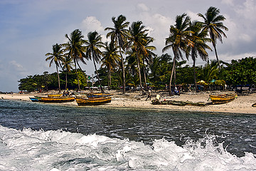Image showing  ocean work and tree in dominicana