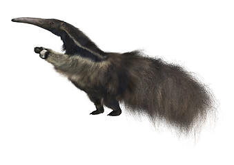 Image showing Giant Anteater