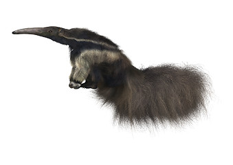 Image showing Giant Anteater