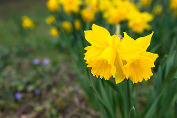 Image showing Spring flowers in nature