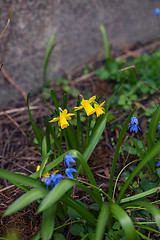 Image showing Beautiful spring flowers in nature