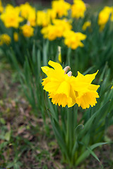 Image showing Spring flowers in nature