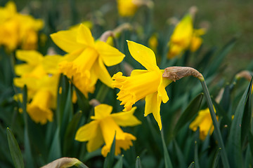 Image showing Spring flowers in nature