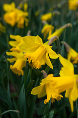 Image showing Spring flowers in nature