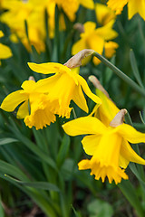 Image showing Spring flowers in nature