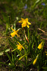 Image showing Beautiful spring flowers in nature