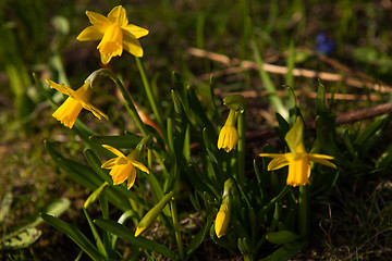 Image showing Spring flowers in nature