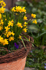 Image showing Beautiful spring flowers outdoors