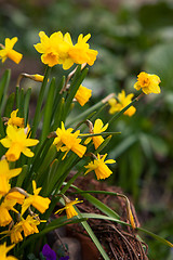 Image showing Beautiful spring flowers