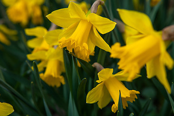 Image showing Spring flowers in nature