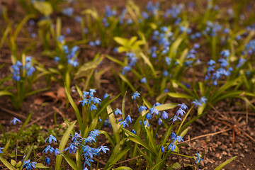 Image showing Spring flowers in nature