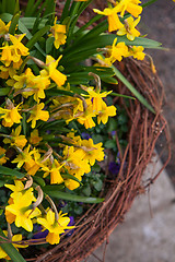 Image showing Beautiful spring flowers in a pot