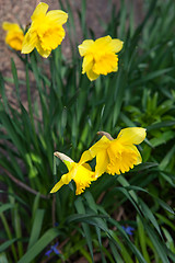 Image showing Spring flowers in nature