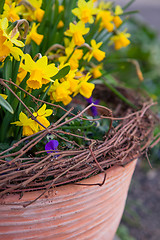 Image showing Beautiful spring flowers in a pot