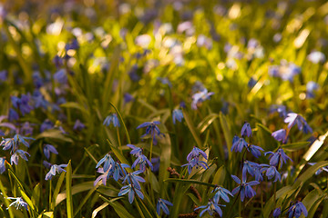 Image showing Spring flowers in nature