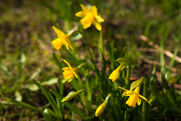 Image showing Spring flowers in nature