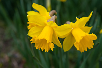 Image showing Spring flowers daffodils