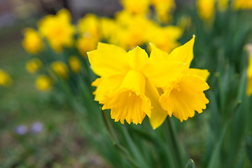 Image showing Spring flowers in nature