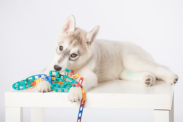 Image showing Siberian Husky puppy